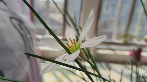 感时花溅泪